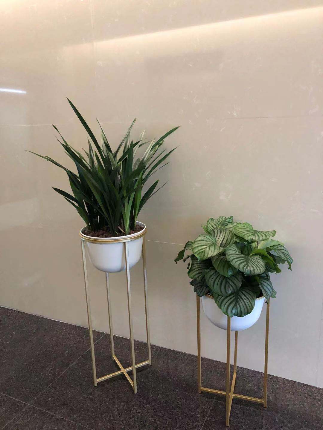 办公室植物摆放位置图片