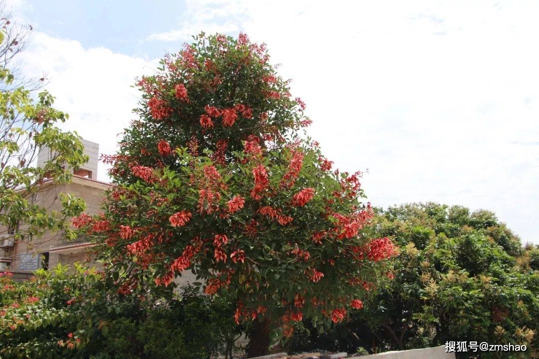 泉州市花刺桐花