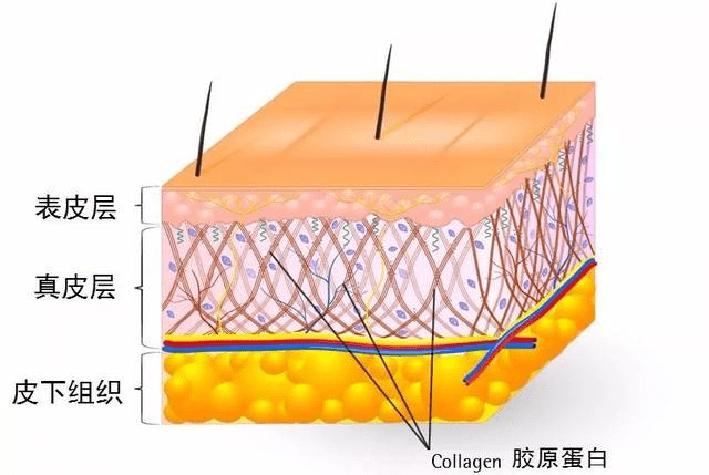 表皮层|黑米3D纹发：3D纹发真的看不出来吗，会不会再生长？