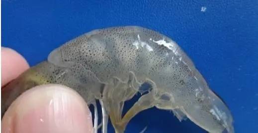 南美白对虾弧菌的特点以及防治措施