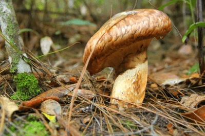 美丽云南(第二季|世间珍馐 人间至味—美食:南华·野生菌