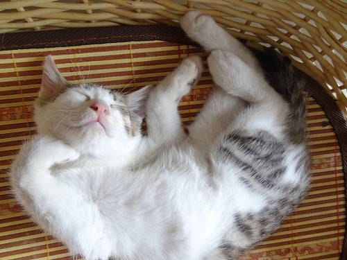 进行|养猫经验：加菲猫呕吐没消化的猫粮