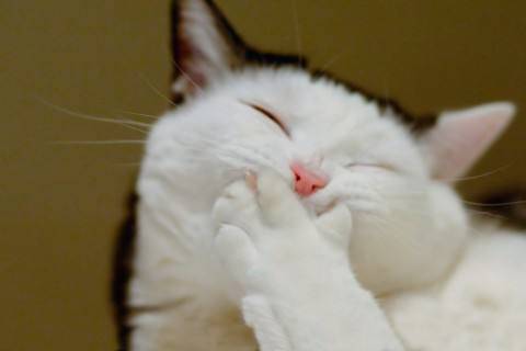 进行|养猫经验：加菲猫呕吐没消化的猫粮