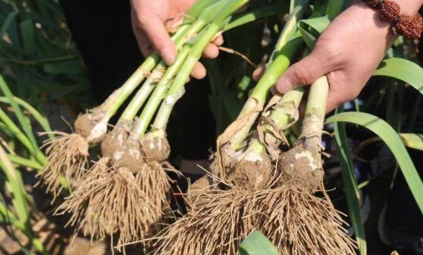 蒜什么时间种植最佳 887262fc05a54262bda65a9efda8bcca.jpeg