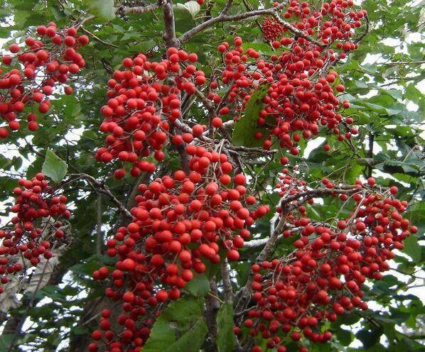 能变林地为油库的植物毛叶山桐子