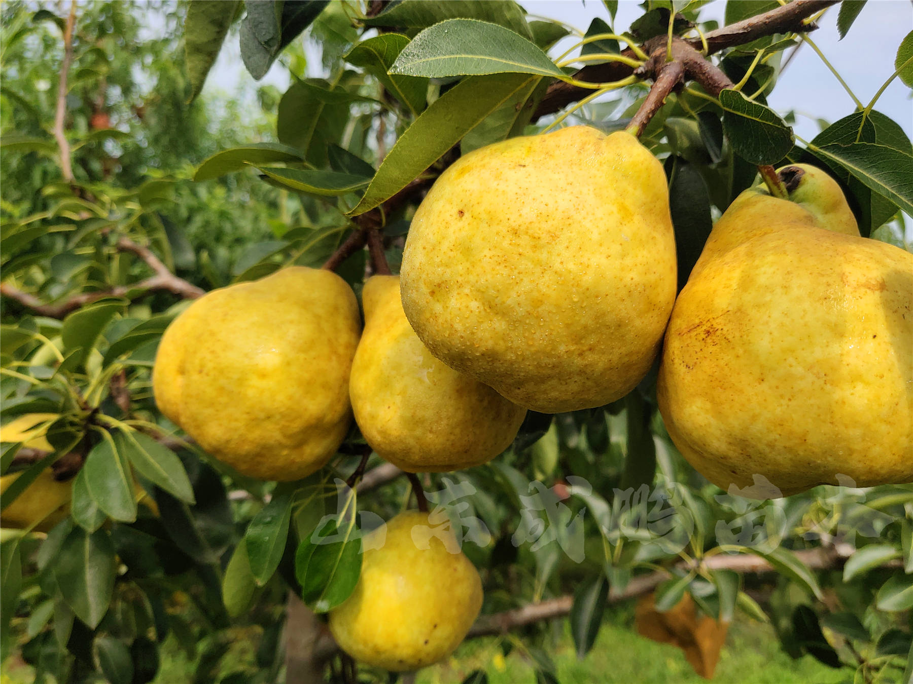 丑梨梨品种成熟时间