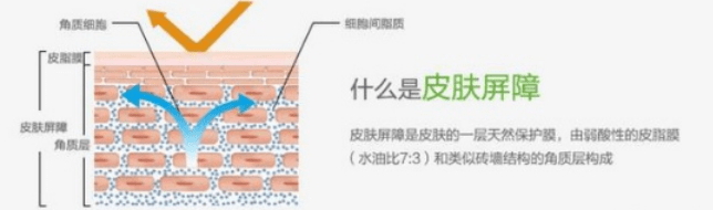 分子|医美术前维稳术后修复的重要性！敏感肌必看