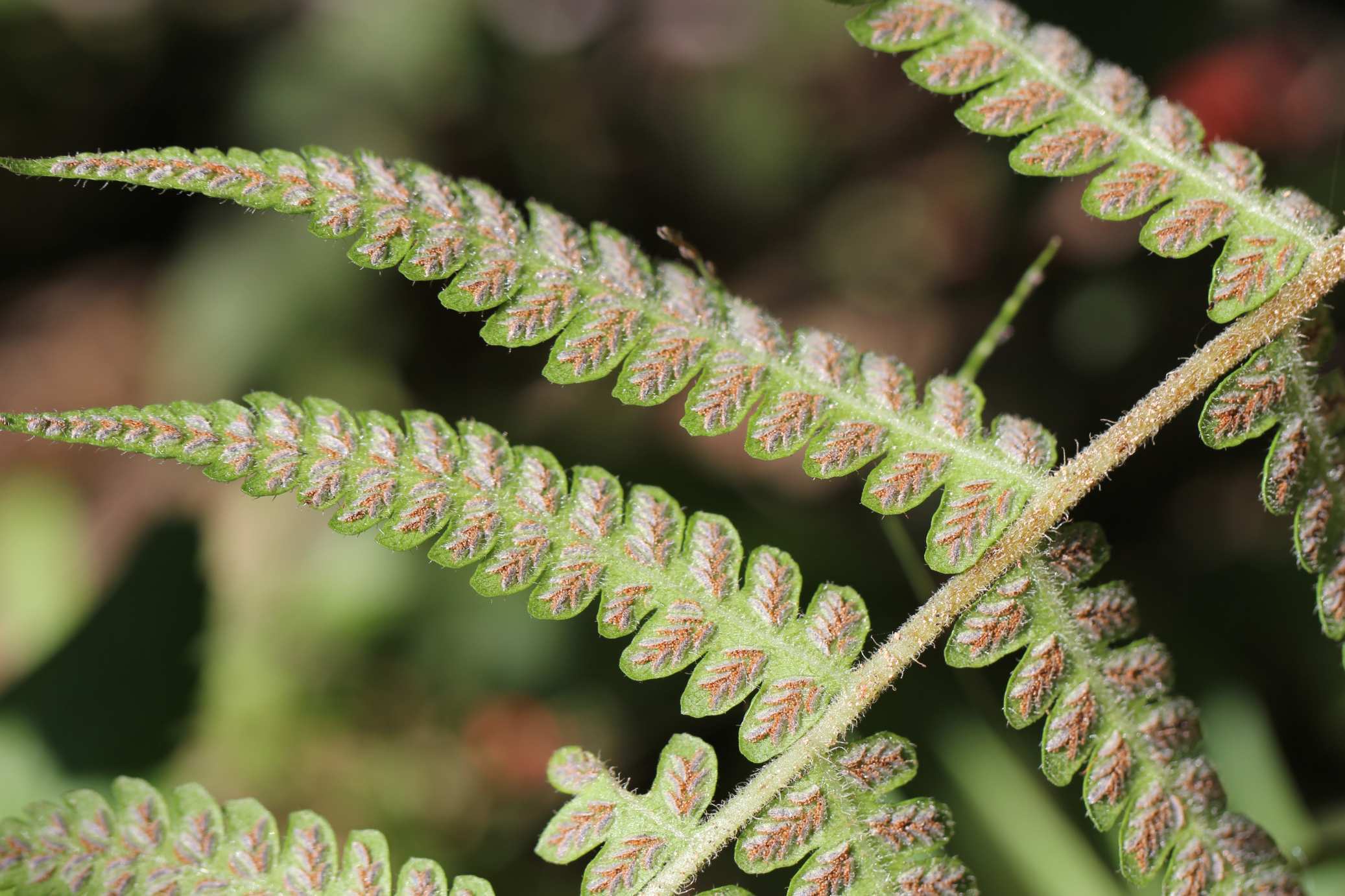 庆元植物1441-蹄盖蕨科-对囊蕨属-毛叶对囊蕨(原毛轴假蹄盖蕨)