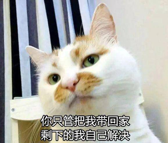 猫咪|哪些猫咪适合家养