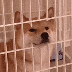e404ffce197b43d3a041e5a4010d6592.gif