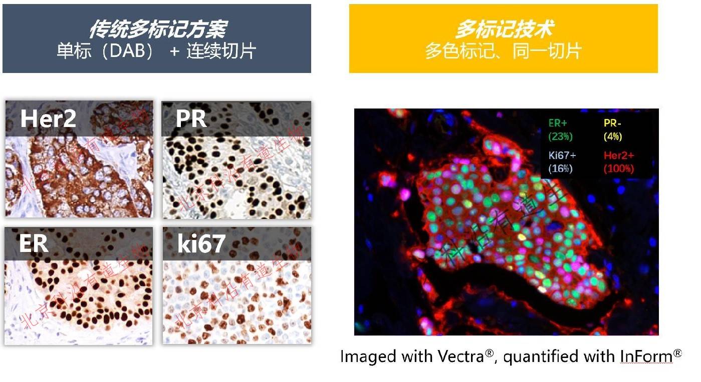 多色標記免疫熒光-多重組織成像技術簡介_染色