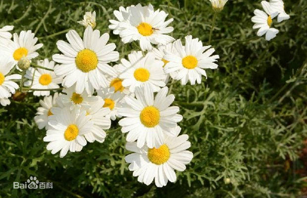 天然的杀虫剂 除虫菊 繁殖