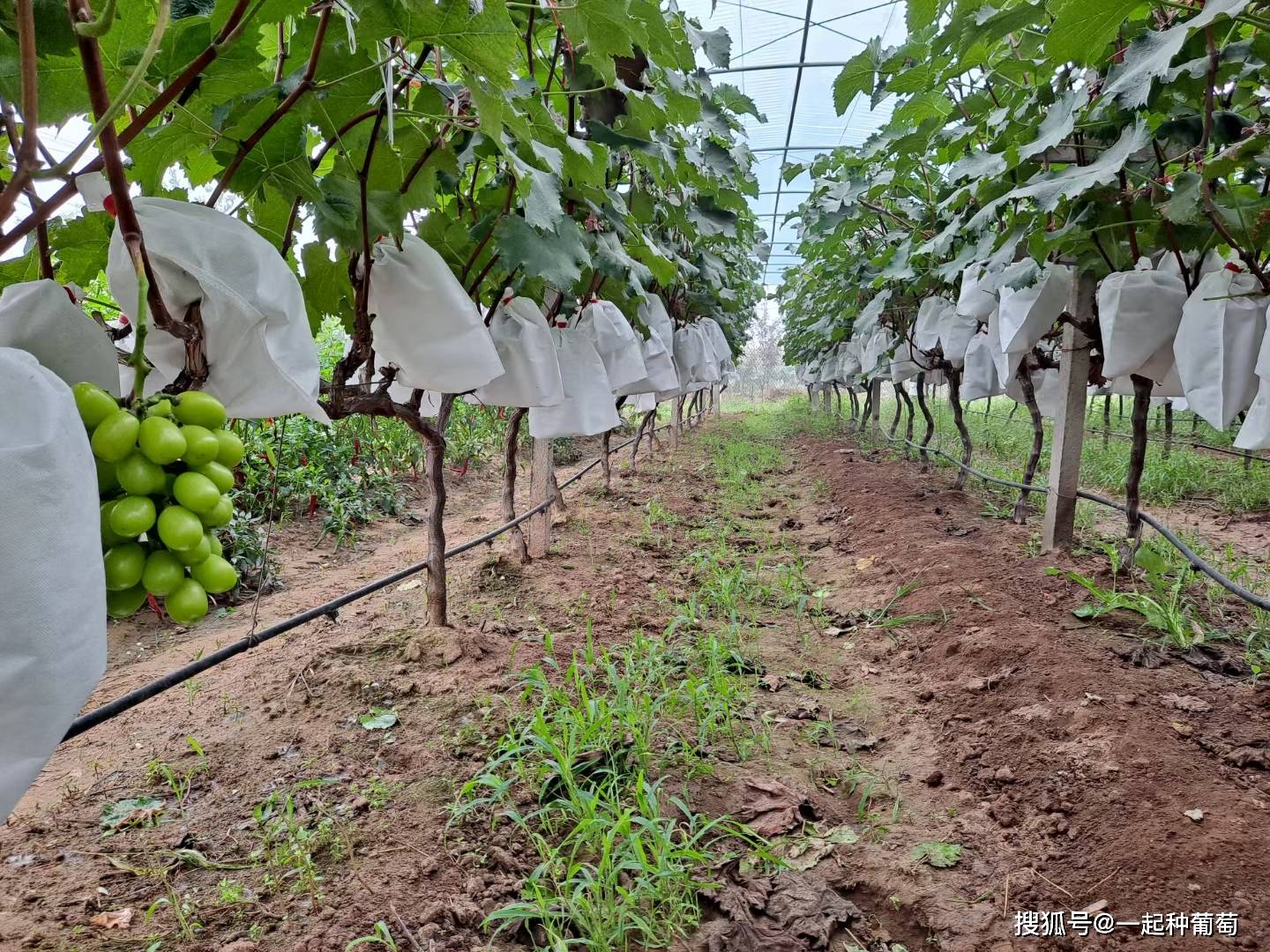 阳光玫瑰葡萄苗栽种视频 39611fb0161b4b4e832585f94f761cf9.jpeg