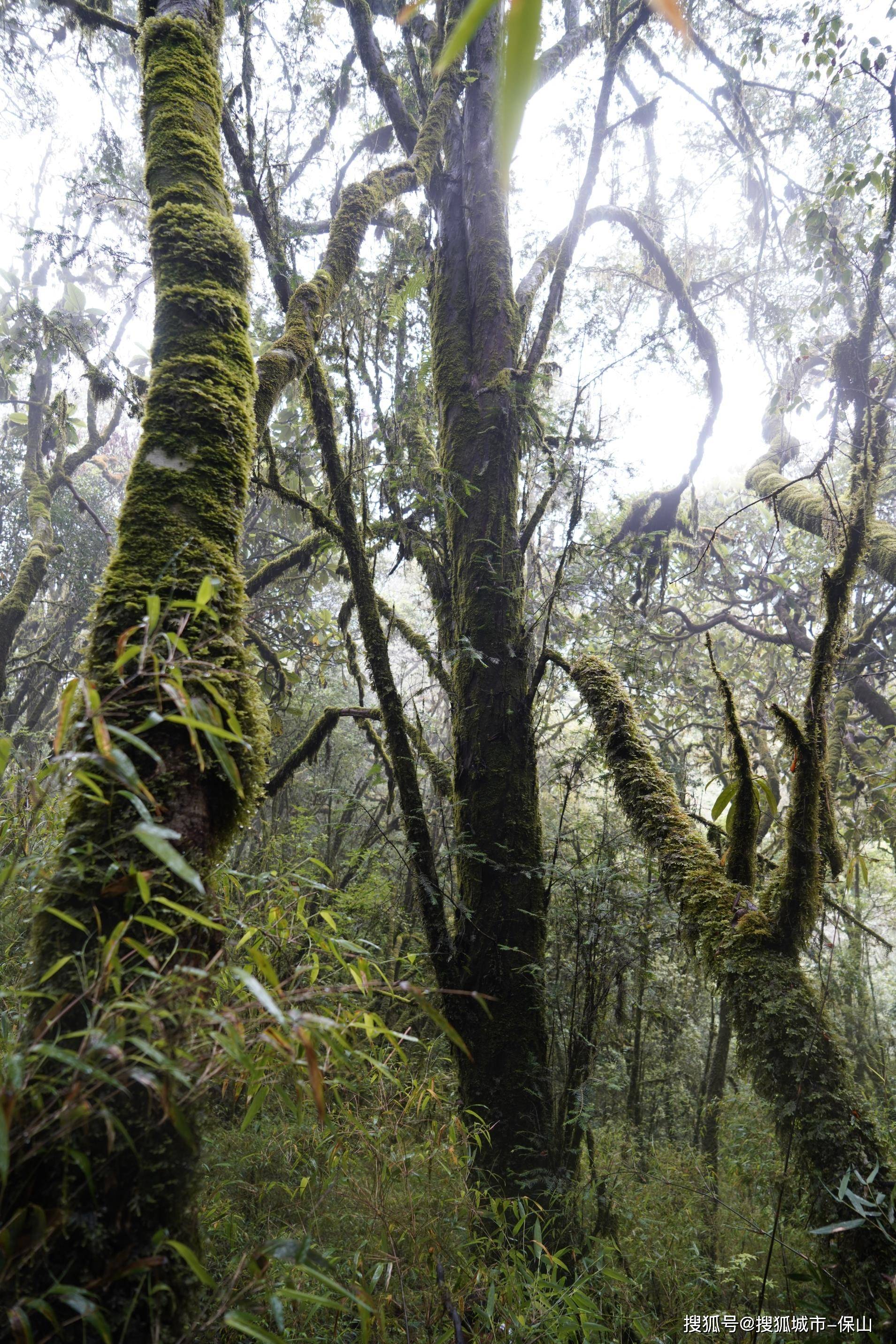 原创生物多样性:昌宁发现一株树龄500年以上的国家一级保护植物云南