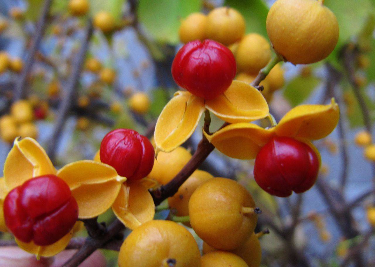 富油藤本植物南蛇藤植物非试管高效快繁技术快繁南蛇藤