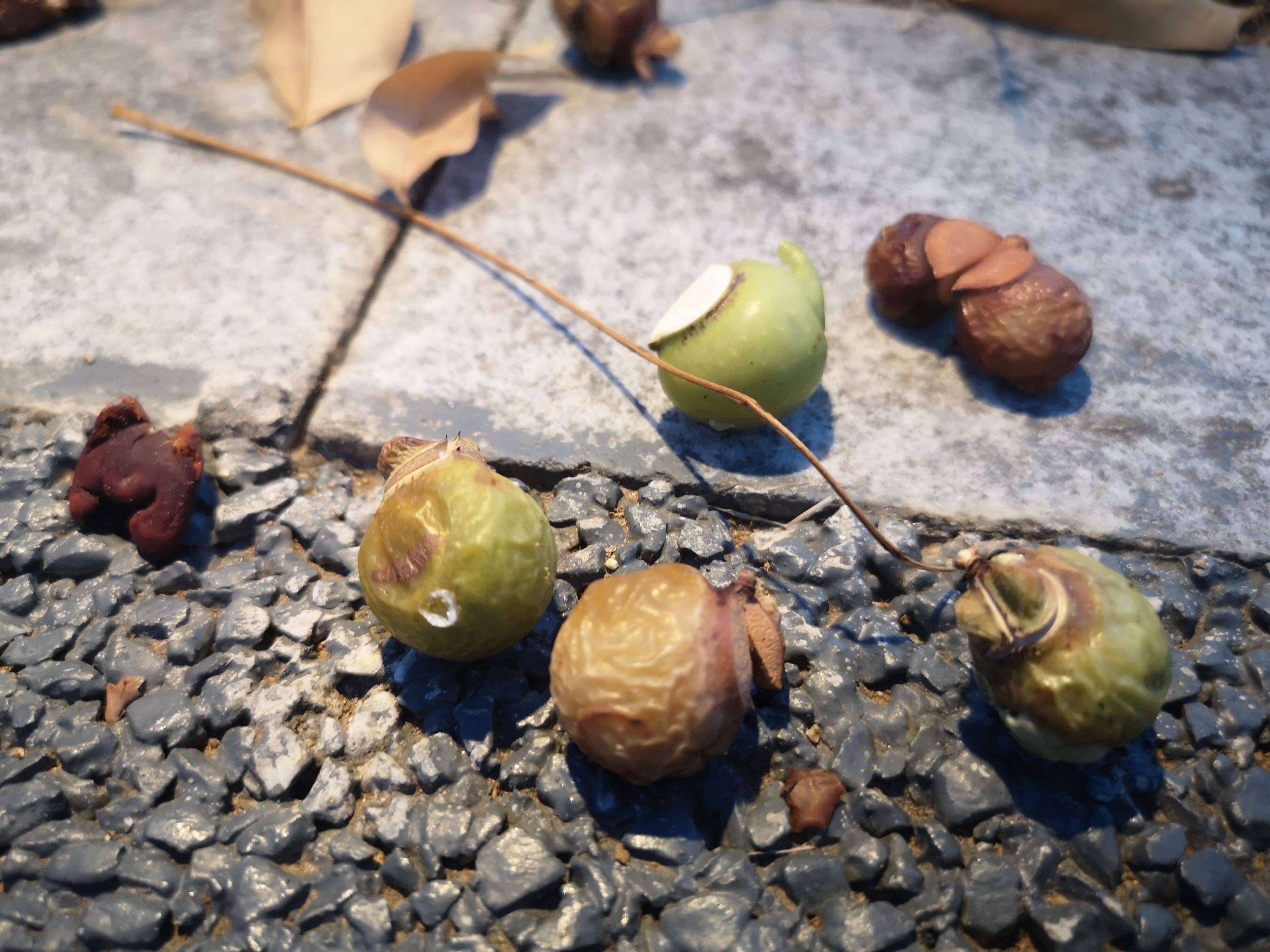 啥是无患子 87d5a6f94df24e1db2a248c16ddde7ed.jpeg