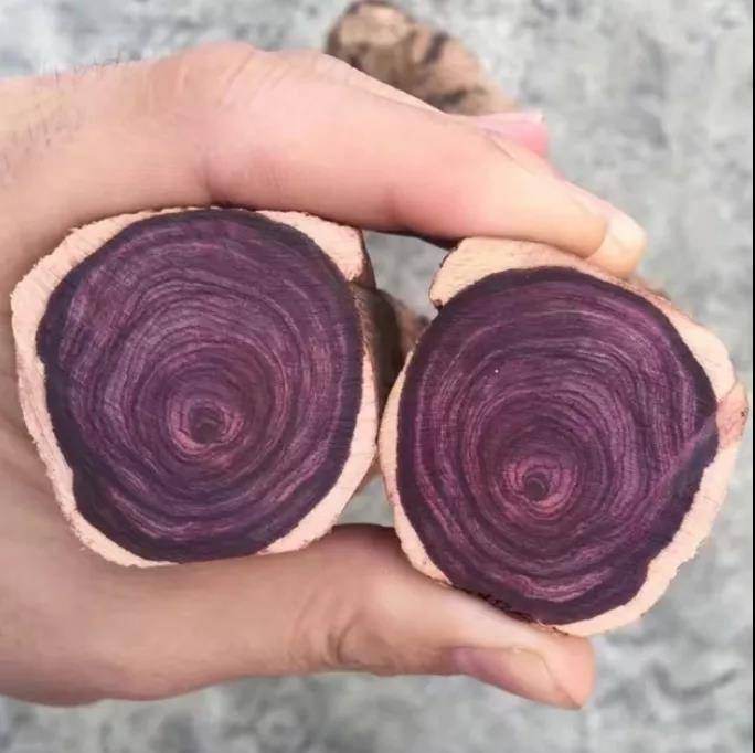 名贵的海南黄花梨 你究竟了解多少 树木