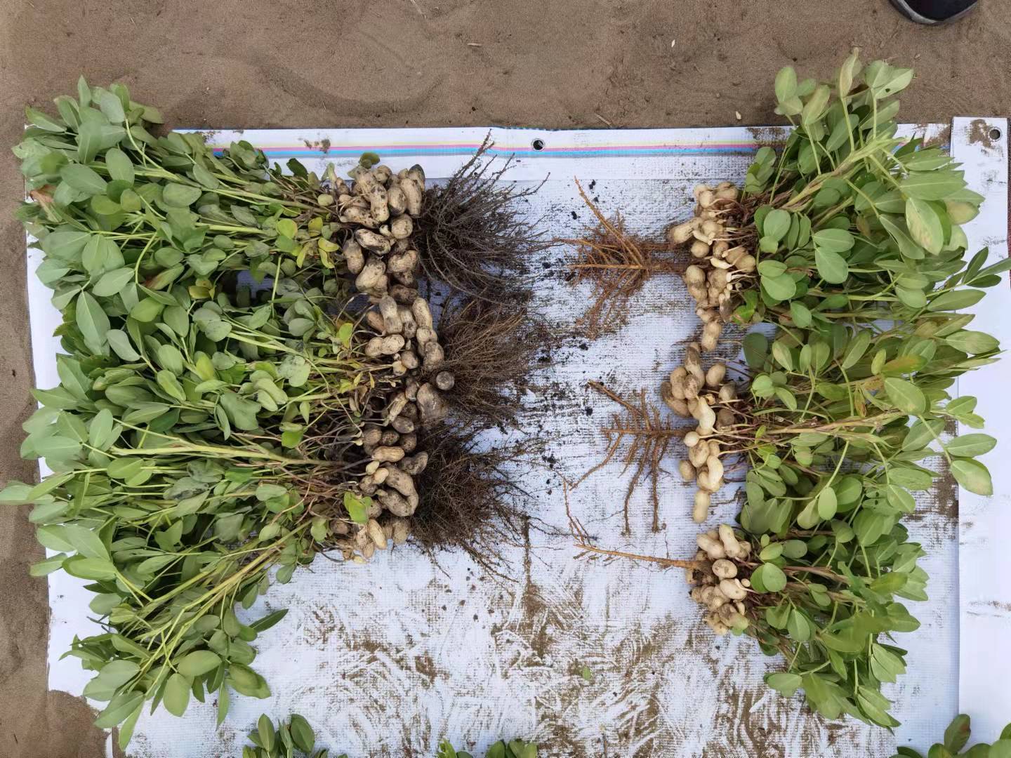 沙土如何变成泥土