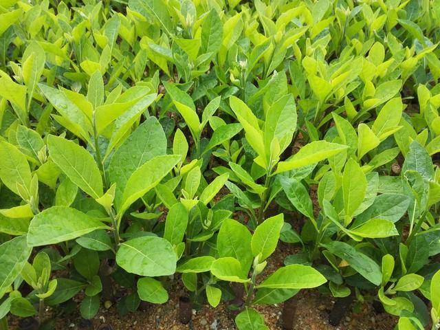 独特的观叶植物——南非叶