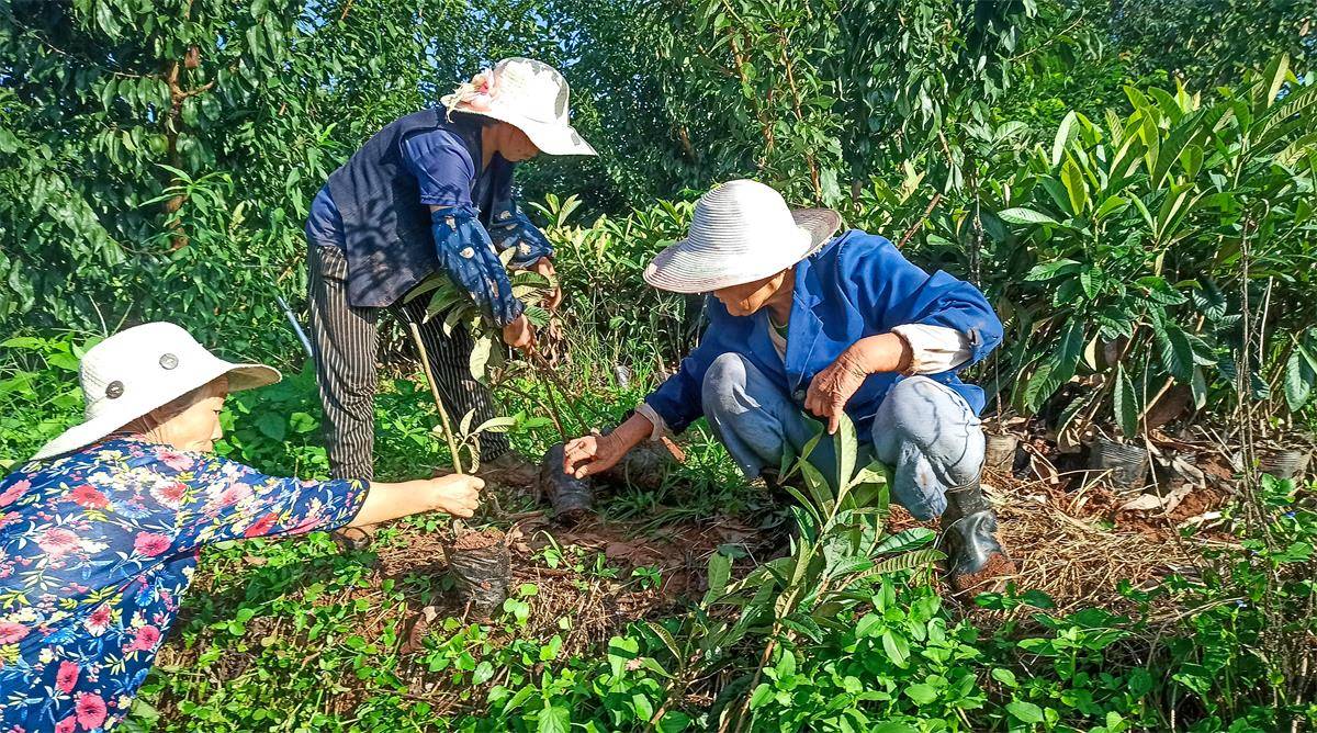 李子果树苗图片大全