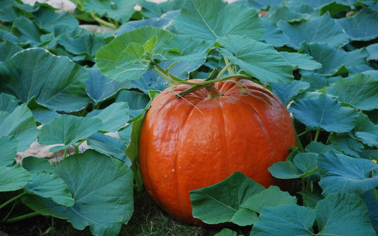 南瓜中的巨人-太空南瓜植物非试管高效快繁技术快繁太空南瓜_种子