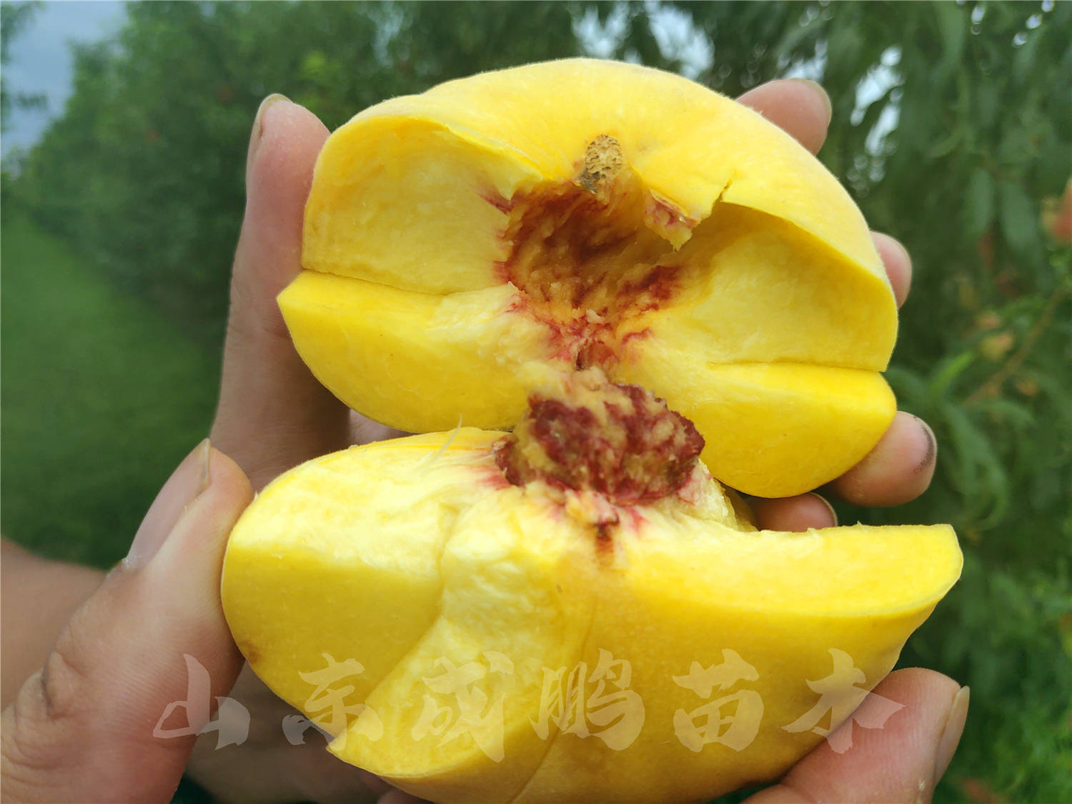 蟠桃品种/瑞蟠101号蟠桃品种/瑞蟠101号返回搜狐,查看更多平台声明:该