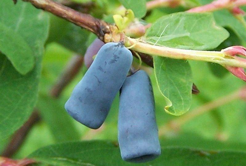 饮料之王蓝靛果忍冬植物非试管高效快繁技术快繁蓝靛果忍冬