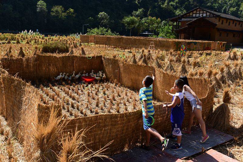 张家界黄龙洞景区:假日出行添新景,稻田乐园迎客国庆