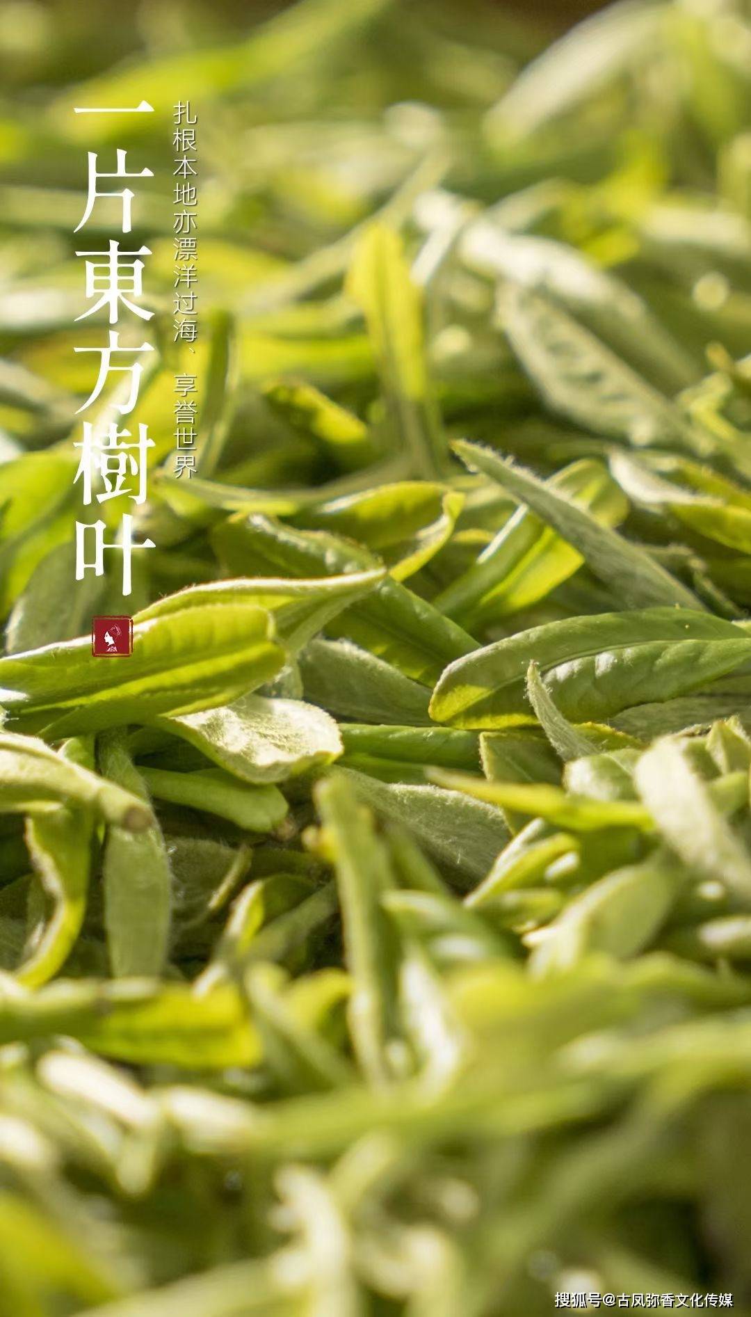 传统|【茶禧壹號商学院】为什么说传统的日晒白茶是“以真示人”?