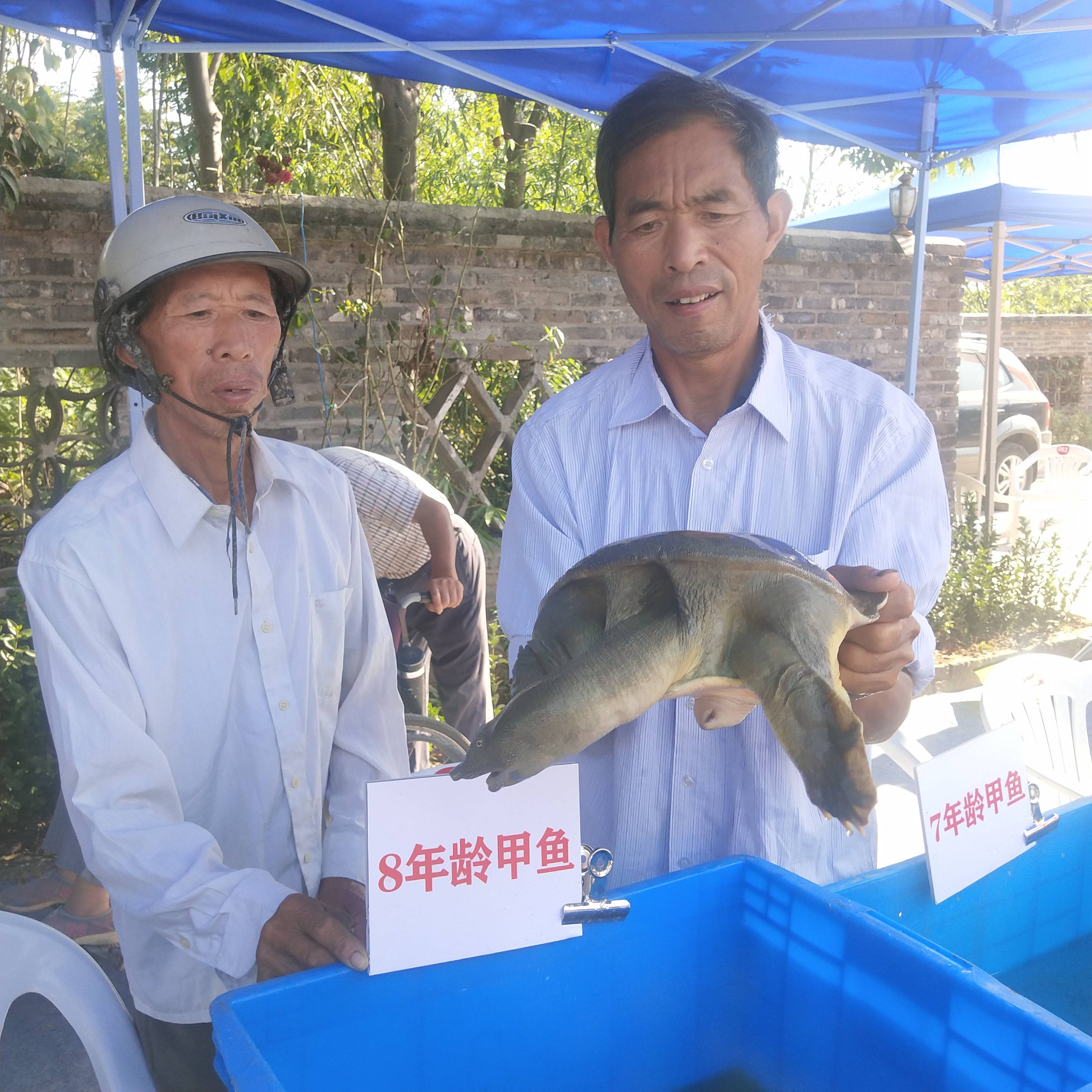 致富经养甲鱼_致富经甲鱼养殖技术视频_养殖甲鱼富豪