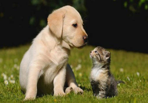 两个月大的狗便秘 狗狗大便干硬 排便困难应该怎么处理 肠道 全网搜