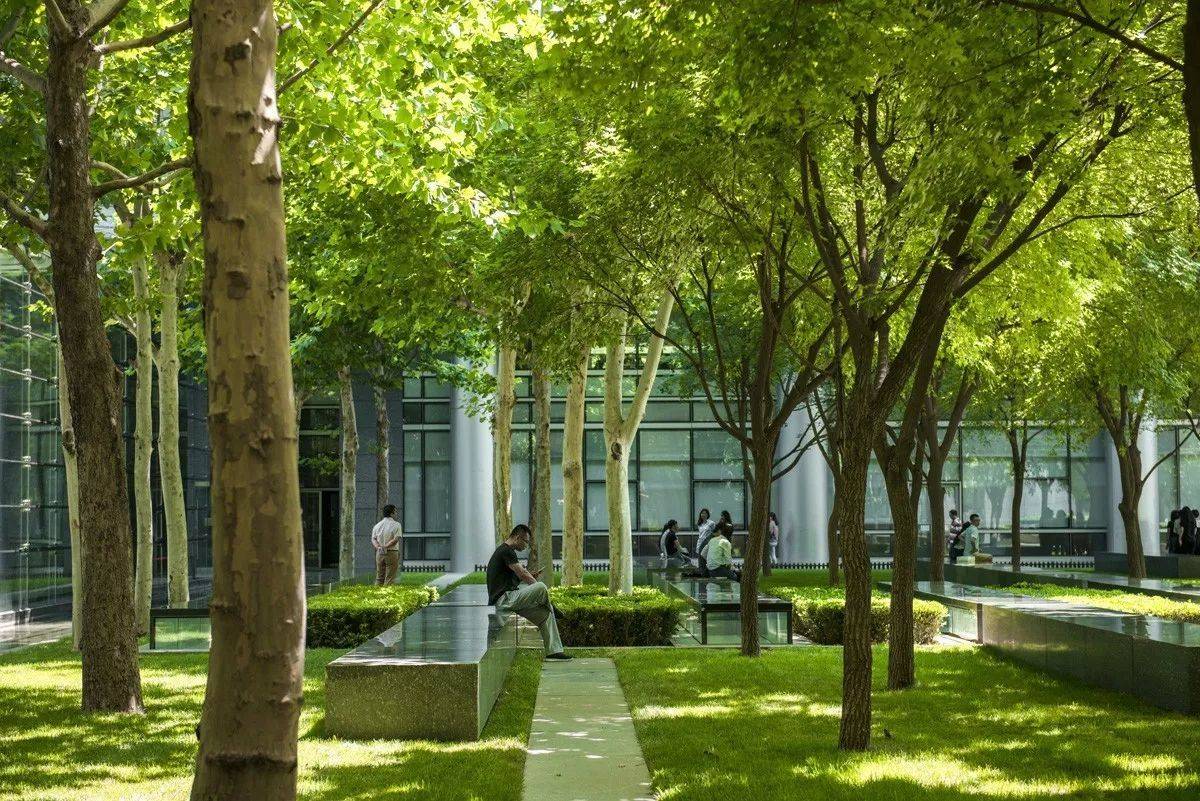 树阵景观植物配置四大要点园林人要知道