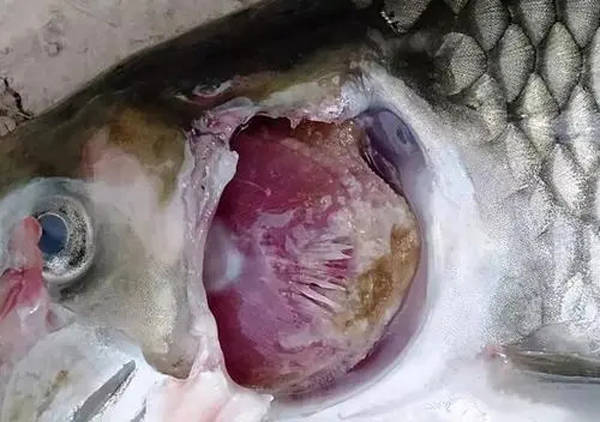 锦鲤斜管虫病图片图片