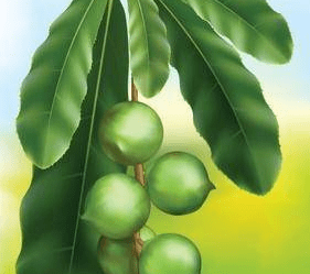 干果之王——澳洲坚果 使用植物非试管高效快繁技术快繁澳洲坚果