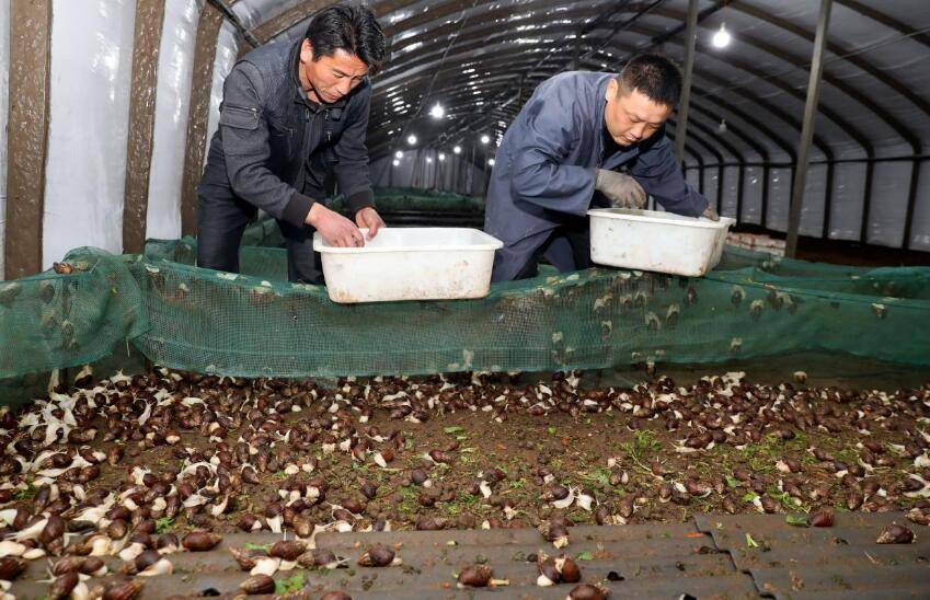 贵州白玉蜗牛养殖基地图片