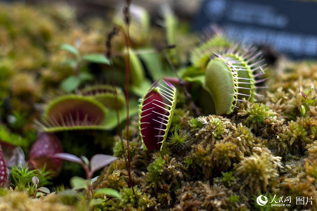 走进昆明植物园扶荔宫探寻神秘的植物王国
