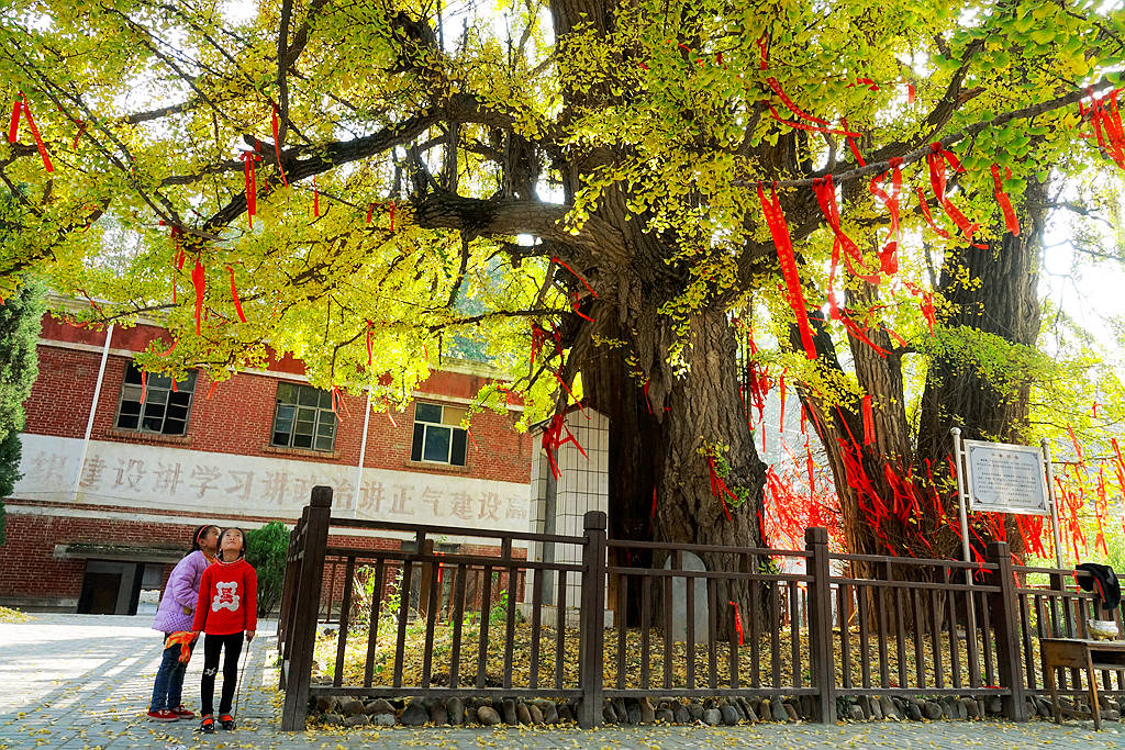 千年银杏树