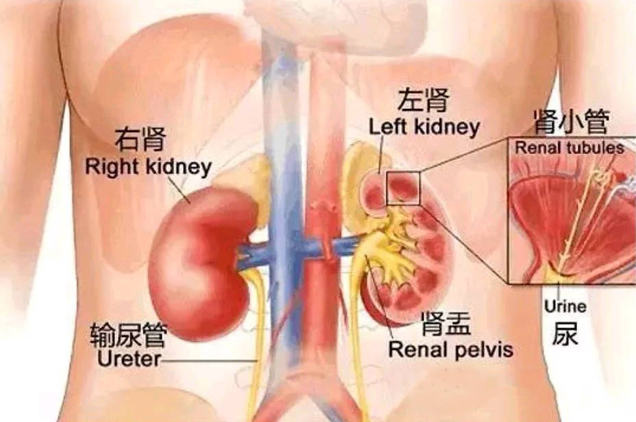 肾脏|我是肾脏，你了解我吗？