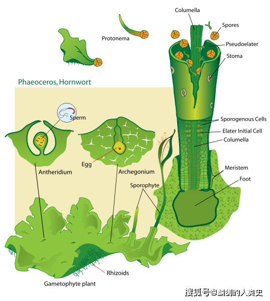 地钱颈卵器结构图手绘图片
