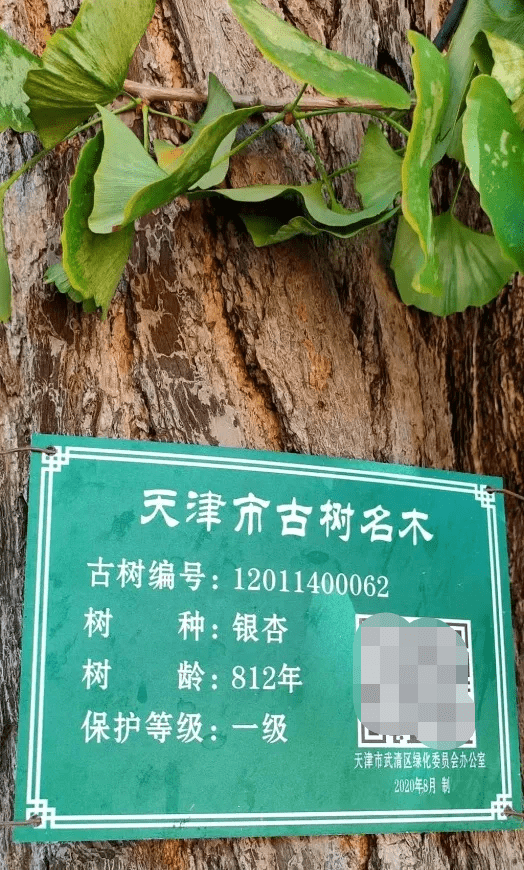武清这么美的东西没人知道 我不答应 银杏树