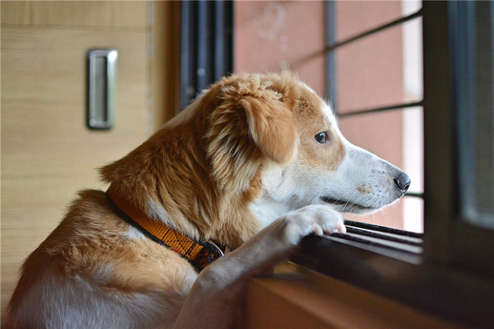 老年犬有关节炎 该如何延缓 狗狗 全网搜