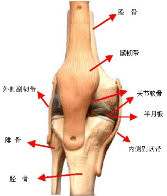 骨性结构由股骨髁(大腿骨的下端),髌骨(膝盖骨)和胫骨平台(小腿骨的