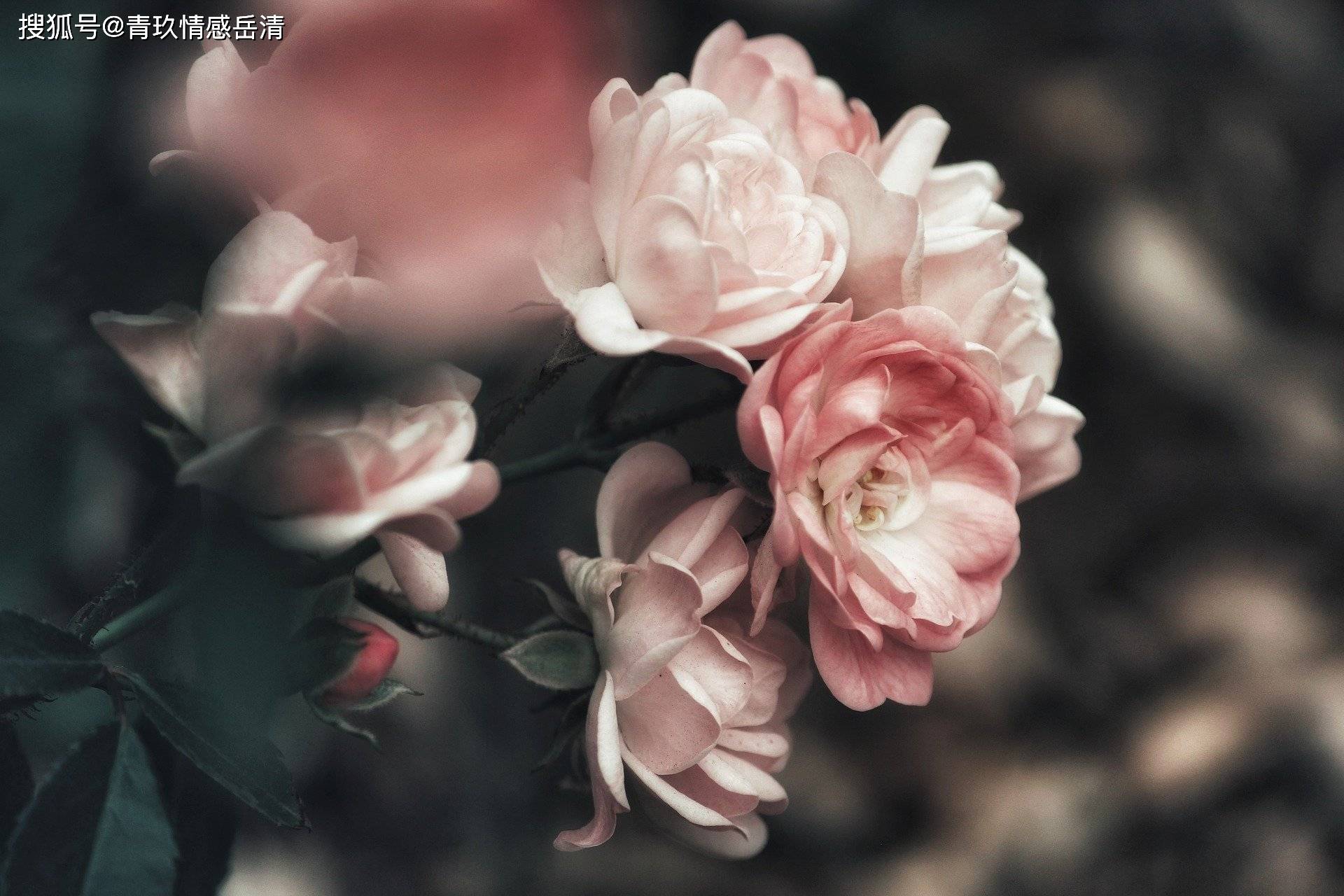 心理學 情侶關系中 那些我配不上你的說法 連結筆記