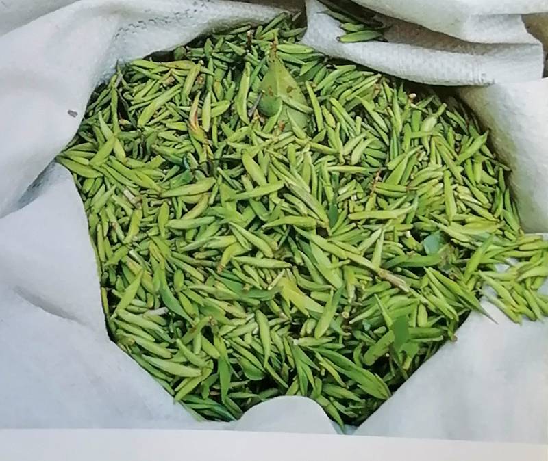 【乡情】芒棒镇千年茶韵_孔明茶