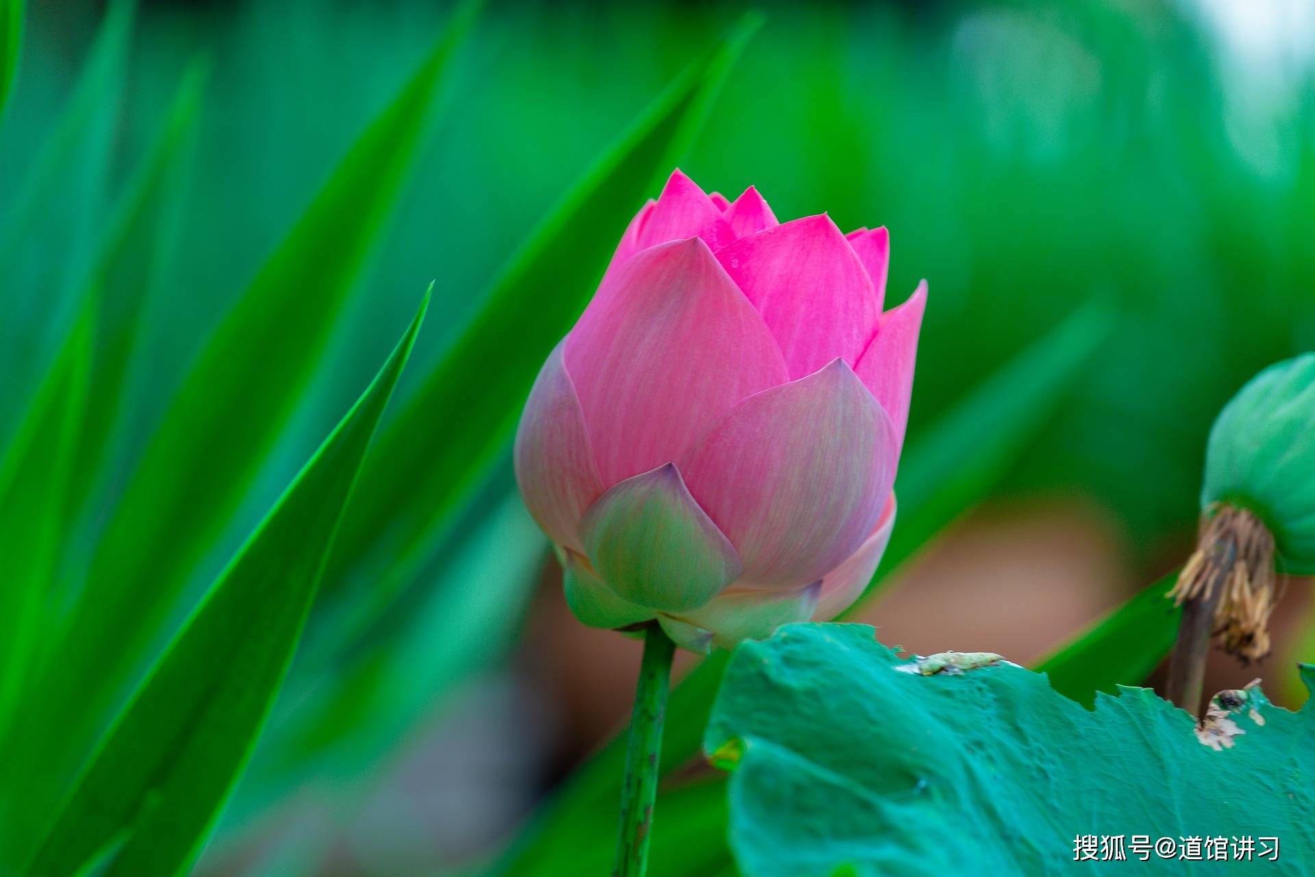 十、《黄帝内经》： 恬淡虚无，真气从之，精神内守，病安从来。_搜狐网