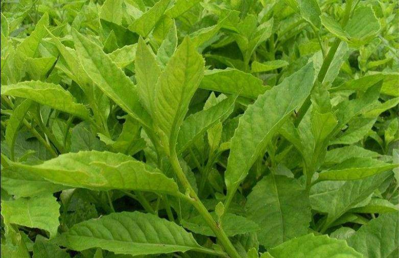 天然绿色降糖神仙草植物非试管高效快繁技术富贵菜