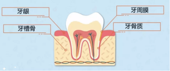 而当炎症扩散到深部组织——牙槽骨,牙周膜和牙骨质时就称之为牙周炎 