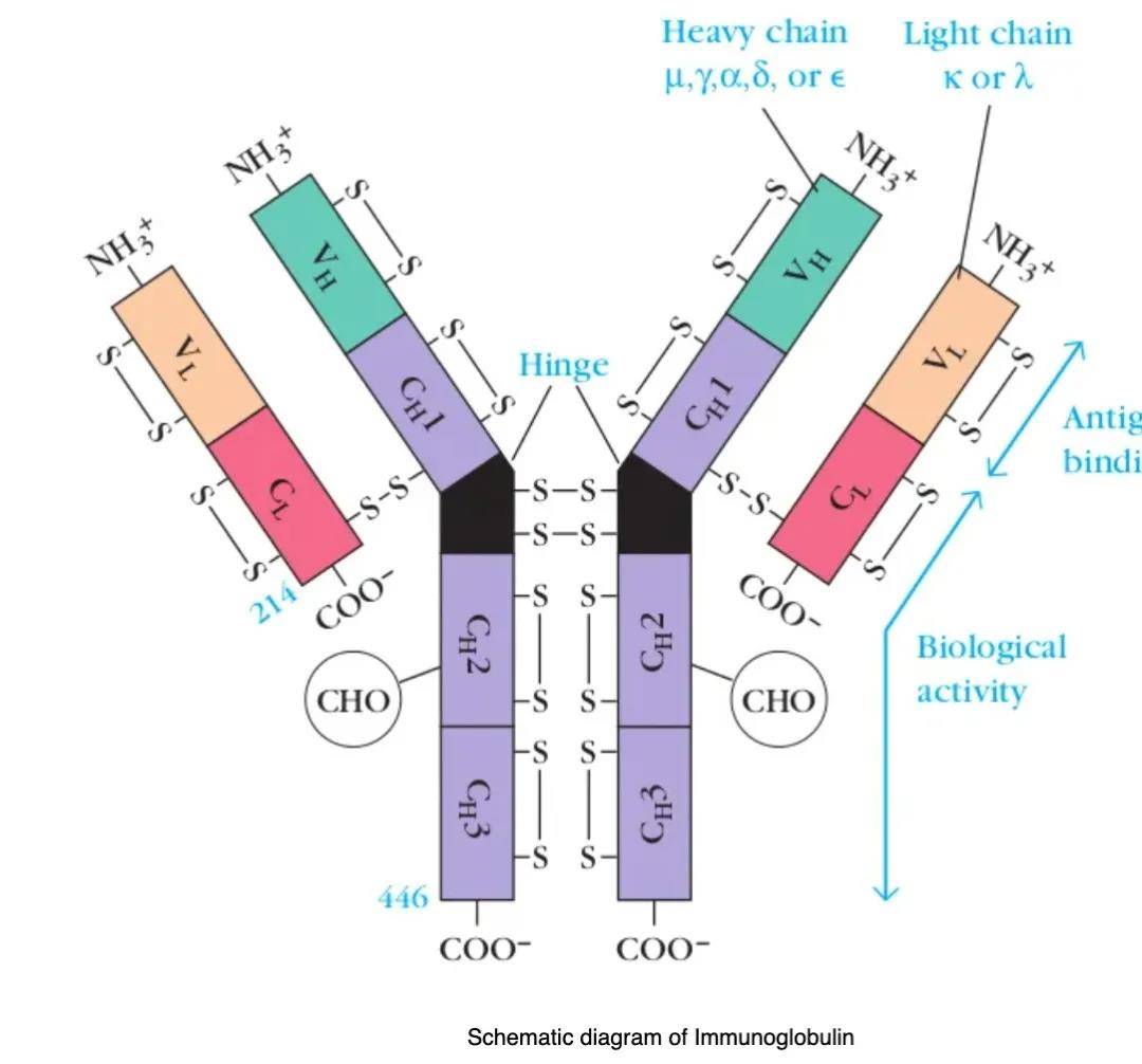 浅谈抗体的分类和结构_可变
