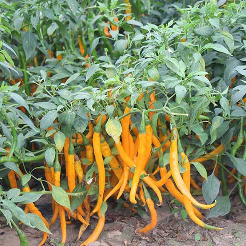黄帝线椒黄线椒黄色线椒黄贡椒高产辣椒种子