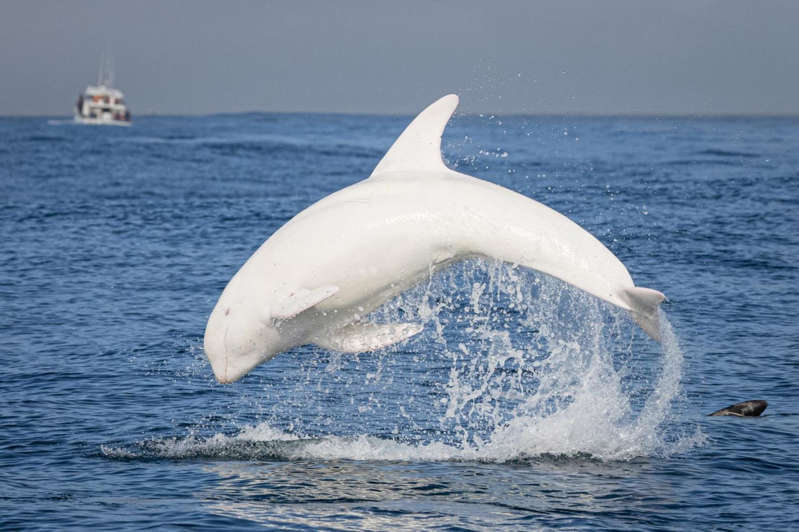 白海豚图片 好可爱图片